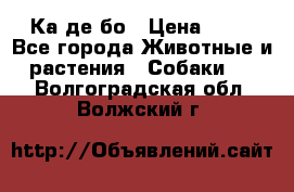 Ка де бо › Цена ­ 25 - Все города Животные и растения » Собаки   . Волгоградская обл.,Волжский г.